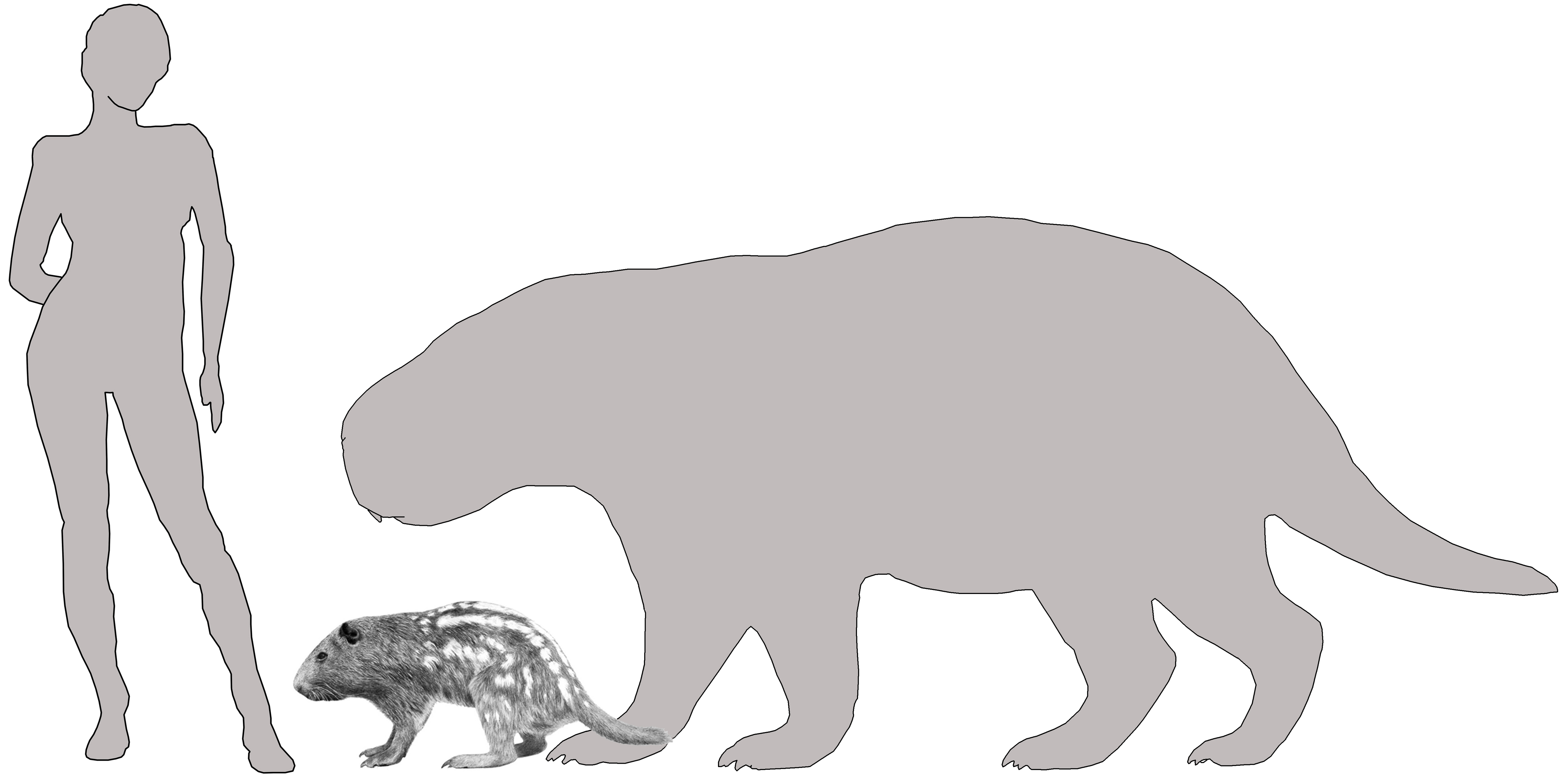 Josephoartigasia monesi (right) in comparison to an adult human (left) and a pacarana (center).